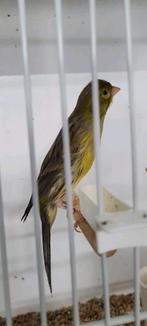 Postuurkanarie man, Dieren en Toebehoren, Mannelijk, Postuurkanarie