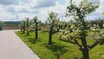Oude perenbomen 65 jaar oud, Tuin en Terras, Planten | Fruitbomen, Ophalen, Lente, Perenboom, 250 tot 400 cm