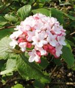 Viburnum carlesii Aurora sneeuwbal, Ophalen, Overige soorten, Minder dan 100 cm