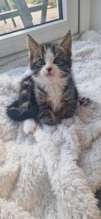 Super lieve mooie kitten (katertje) te koop, Meerdere dieren