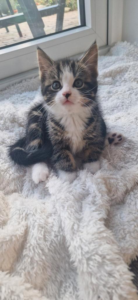 Super lieve mooie kitten (katertje) te koop, Dieren en Toebehoren, Katten en Kittens | Overige Katten, Meerdere dieren