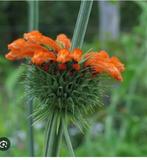Zaad van Leeuwenoor, Leonotis leonurus, Ophalen of Verzenden, Volle zon