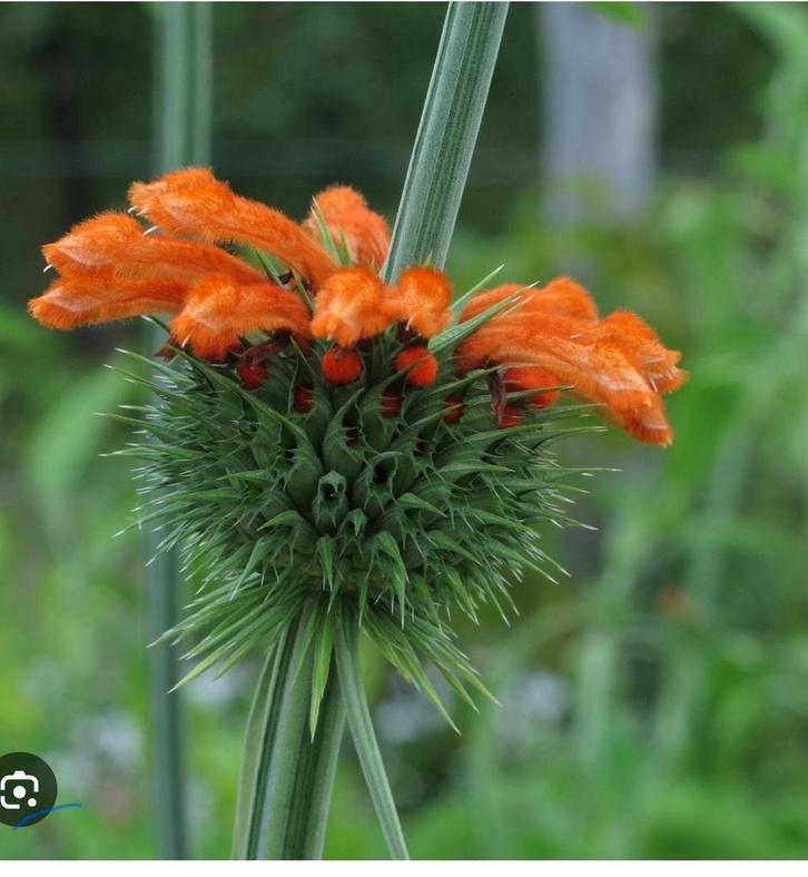 Zaad van Leeuwenoor, Leonotis leonurus, Tuin en Terras, Bloembollen en Zaden, Volle zon, Ophalen of Verzenden