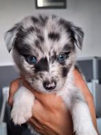 Lieve pomsky x sheltie puppy's, 8 tot 15 weken, Meerdere, Middel, Nederland