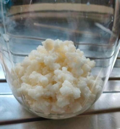 Biologische melkkefir, kefir, yoghurtplant, probiotica, Diversen, Levensmiddelen, Ophalen