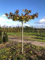 Dakbomen, Volle zon, Bloeit niet, Verzenden, 100 tot 250 cm