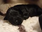 Boompoo puppies uit geteste ouders!, Parvo, Overige rassen, 8 tot 15 weken, Meerdere
