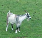 2 jarige landgeit, Dieren en Toebehoren, Schapen, Geiten en Varkens, Vrouwelijk, Geit, 0 tot 2 jaar
