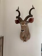 Kudu, Verzamelen, Dierenverzamelingen, Ophalen, Zo goed als nieuw, Wild dier, Opgezet dier