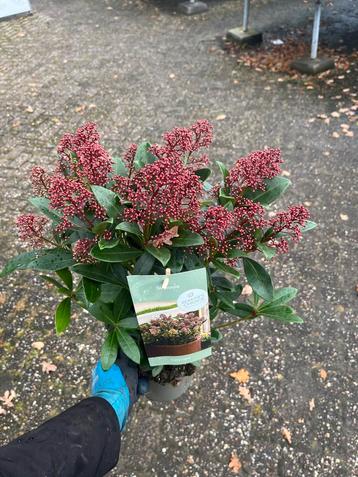 Skimmia Japonica - Prachtige wintergroene struik beschikbaar voor biedingen