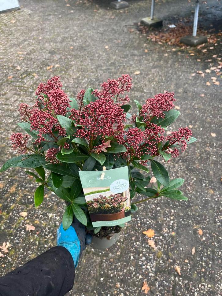 Skimmia Japonica - Prachtige wintergroene struik, Tuin en Terras, Planten | Tuinplanten, Vaste plant, Overige soorten, Halfschaduw
