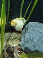 4 x witte appel slak, Dieren en Toebehoren, Slak of Weekdier