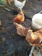 Kippen leghen isa brown, Vrouwelijk, Kip