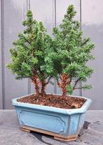 'Kerstboompje’ Bonsai Chamaecyparis thyoide- Bosje, In pot, Minder dan 100 cm, Bonsai, Groene kamerplant