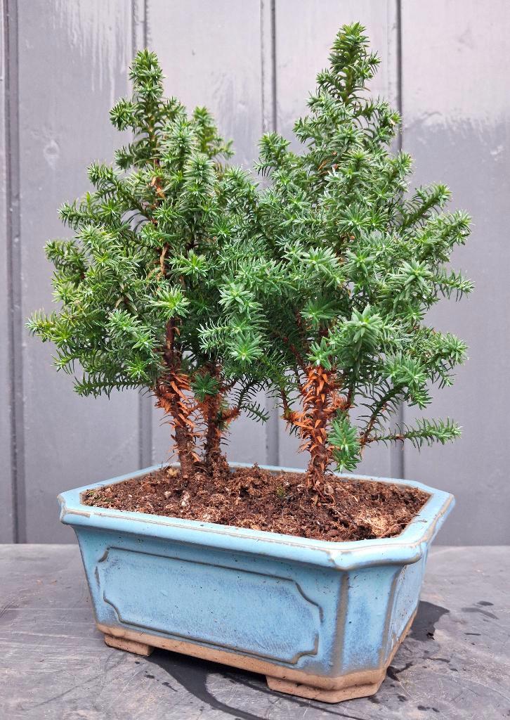 'Kerstboompje’ Bonsai Chamaecyparis thyoide- Bosje, Huis en Inrichting, Kamerplanten, Bonsai, Minder dan 100 cm, Groene kamerplant