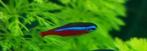 Gezocht kardinaal tetra, Dieren en Toebehoren, Vissen | Aquariumvissen, Vis