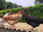 Marans koperzwart kleurslag kippen, Vrouwelijk, Kip