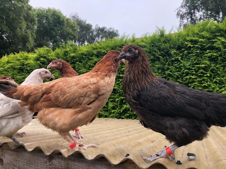 Marans koperzwart kleurslag kippen, Dieren en Toebehoren, Pluimvee, Kip, Vrouwelijk