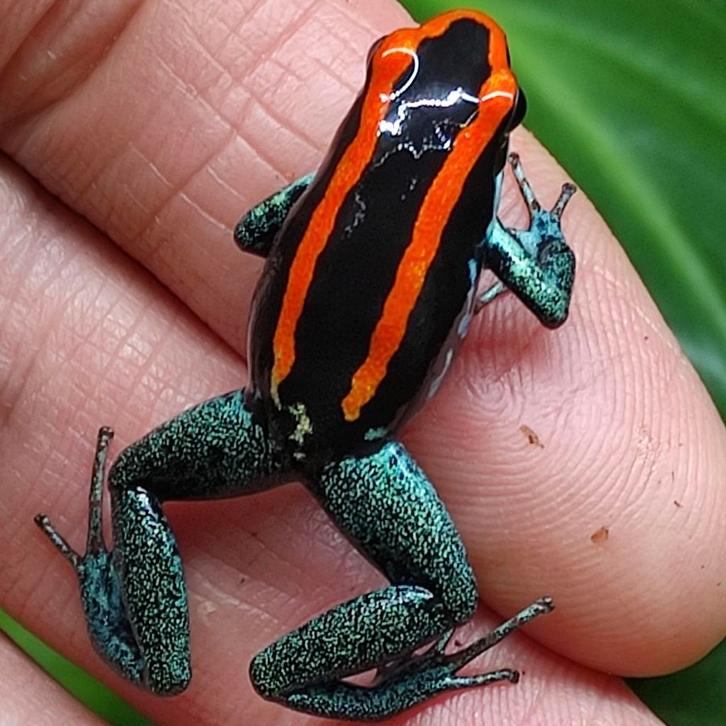 Phyllobates vittatus uit eigen kwekerij