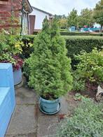 Picea conica kerstboom, Tuin en Terras, Ophalen, Overige soorten, Volle zon