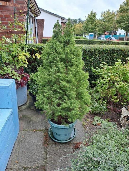Picea conica kerstboom, Tuin en Terras, Planten | Tuinplanten, Overige soorten, Volle zon, Ophalen