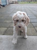 Labradoodle puppy's, laatste 3!, Dieren en Toebehoren, Honden | Chihuahua's en Gezelschapshonden, Overige rassen, 8 tot 15 weken