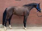 Zeer goed bewegende 4 jarige Fontaine TN x Johnson, Dieren en Toebehoren, Paarden, Gechipt, Ruin, Dressuurpaard, 3 tot 6 jaar