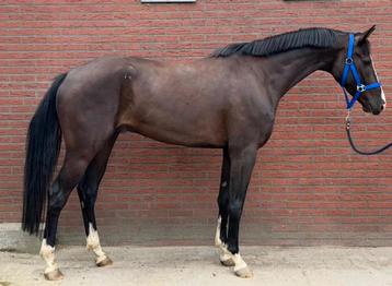 Zeer goed bewegende 4 jarige Fontaine TN x Johnson beschikbaar voor biedingen