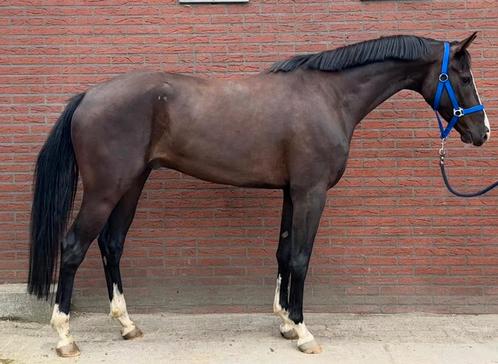 Zeer goed bewegende 4 jarige Fontaine TN x Johnson, Dieren en Toebehoren, Paarden, Ruin, Onbeleerd, 165 tot 170 cm, 3 tot 6 jaar