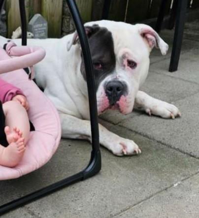 Amerikaanse Bully XL, Dieren en Toebehoren, Honden | Dekreuen, Reu, Particulier, Eén hond, Buitenland, 3 tot 5 jaar, CDV (hondenziekte)