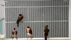 Putters Kleine Putters Anatolia Parva 2024, Dieren en Toebehoren, Meerdere dieren, Wildzangvogel, Geringd