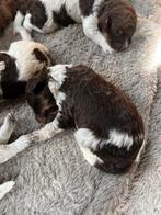 Lagotto Romagnolo pups te koop  Reu, Dieren en Toebehoren, Honden | Niet-rashonden, Reu, 8 tot 15 weken, CDV (hondenziekte), Eén hond