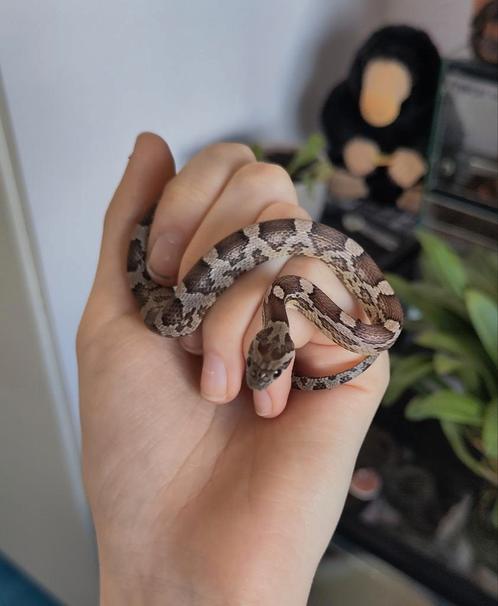 Rode Rattenslang, Pantherophis guttatus, Anery 0.1 NK24, Dieren en Toebehoren, Reptielen en Amfibieën, Slang, 0 tot 2 jaar, Tam