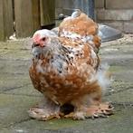 Cochin kriel kippen, Dieren en Toebehoren, Pluimvee, Meerdere dieren, Kip