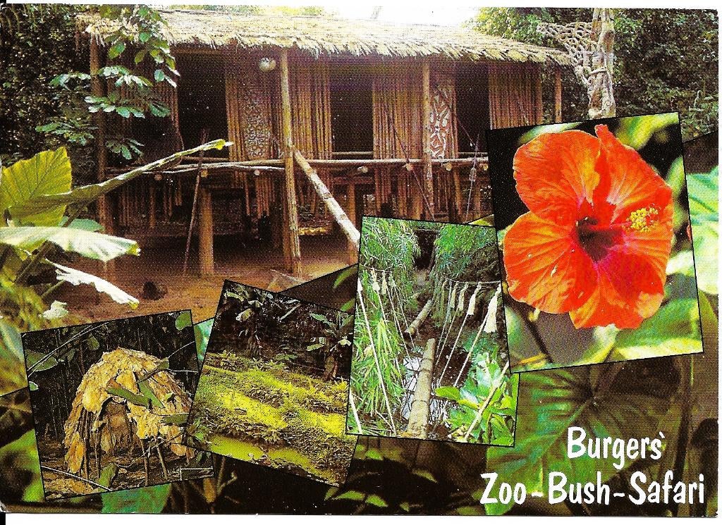 Ansichtkaart	Arnhem	Burgers' Zoo	 -Bush-Safari	5-luik, Verzamelen, Verzenden, 1980 tot heden, Gelopen, Gelderland