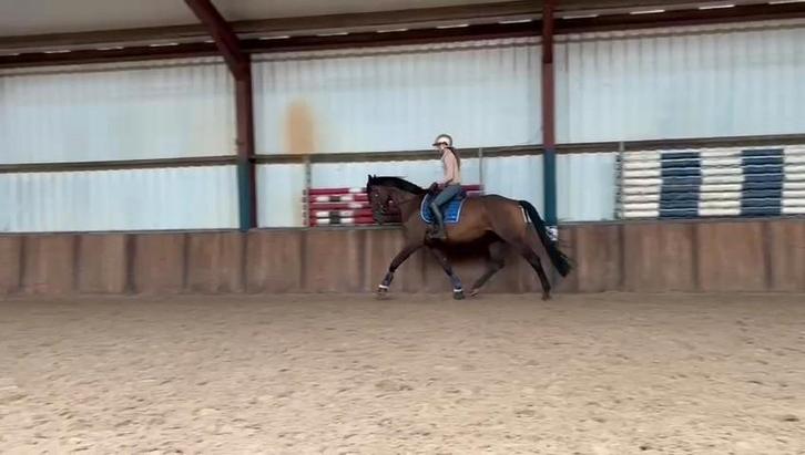 Super brave 4 jarige ruin van jayson, Dieren en Toebehoren, Paarden, Ruin, 3 tot 6 jaar, Dressuurpaard