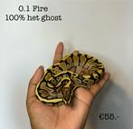 0.1 Fire 100 % het ghost NK24, Slang