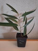 Gewortelde stekken sterke kamerplant Ficus Alii luchtzuiverd, Ophalen, Ficus, Halfschaduw, In pot