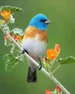 Lazullavinken, Dieren en Toebehoren, Vogels | Overige Vogels, Vrouwelijk, Geringd