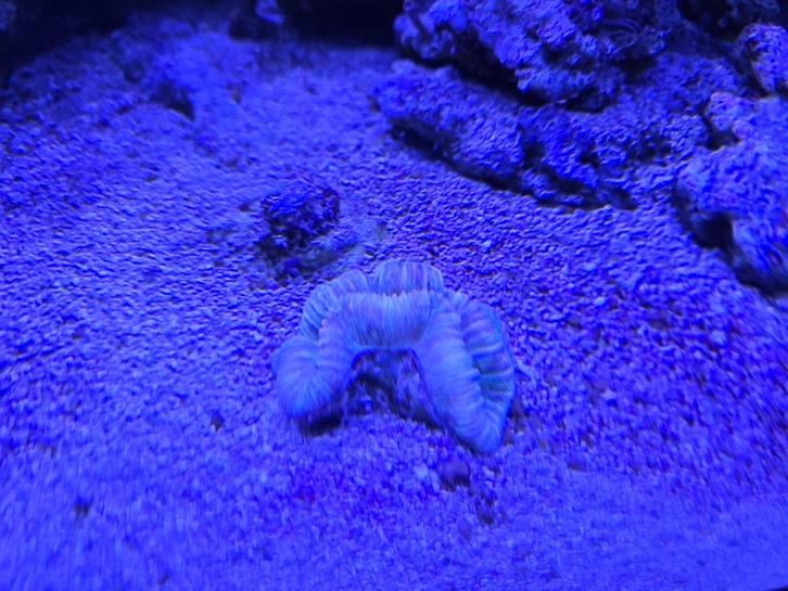 Coral collection for sale, Dieren en Toebehoren, Vissen | Aquaria en Toebehoren, Zo goed als nieuw, Gevuld zeewateraquarium, Ophalen