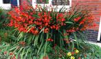 Crocosmia Montbretia zaden, Ophalen of Verzenden, Volle zon