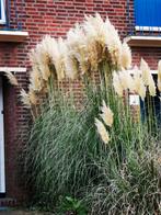 3 x grote pampasgras, bieden, Ophalen, Herfst, Overige soorten