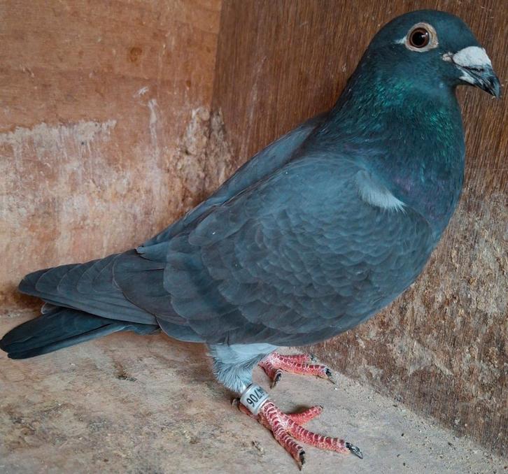 Postduif Kleinzoon "JILL" 1e Nat. Ace Pigeon!, Dieren en Toebehoren, Vogels | Duiven, Postduif, Mannelijk