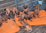 Rhodesian Ridgeback pups (beschikbaar), Dieren en Toebehoren, Honden | Beagles, Bassets en Lopende honden, Rabiës (hondsdolheid)