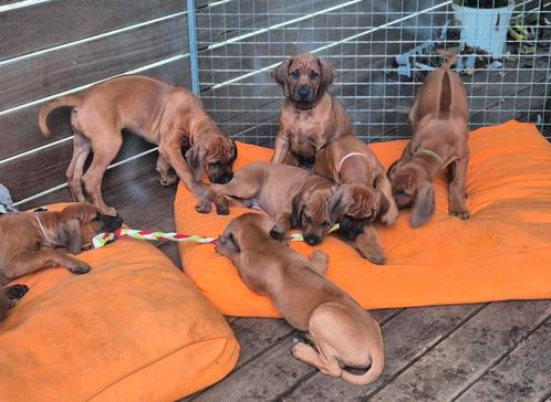 Rhodesian Ridgeback pups (beschikbaar), Dieren en Toebehoren, Honden | Beagles, Bassets en Lopende honden, Meerdere dieren, Overige rassen