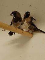 Diverse japanse meeuwtjes., Dieren en Toebehoren, Vogels | Overige Vogels, Meerdere dieren, Tropenvogel