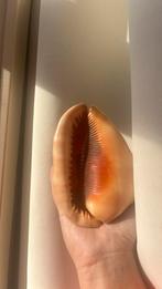 Prachtige schelp, Verzamelen, Mineralen en Fossielen, Ophalen of Verzenden, Schelp(en)