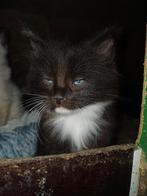 Kruising ragdoll zoekt huisje, Dieren en Toebehoren, Katten en Kittens | Raskatten | Langhaar, Meerdere dieren, Ontwormd, 0 tot 2 jaar