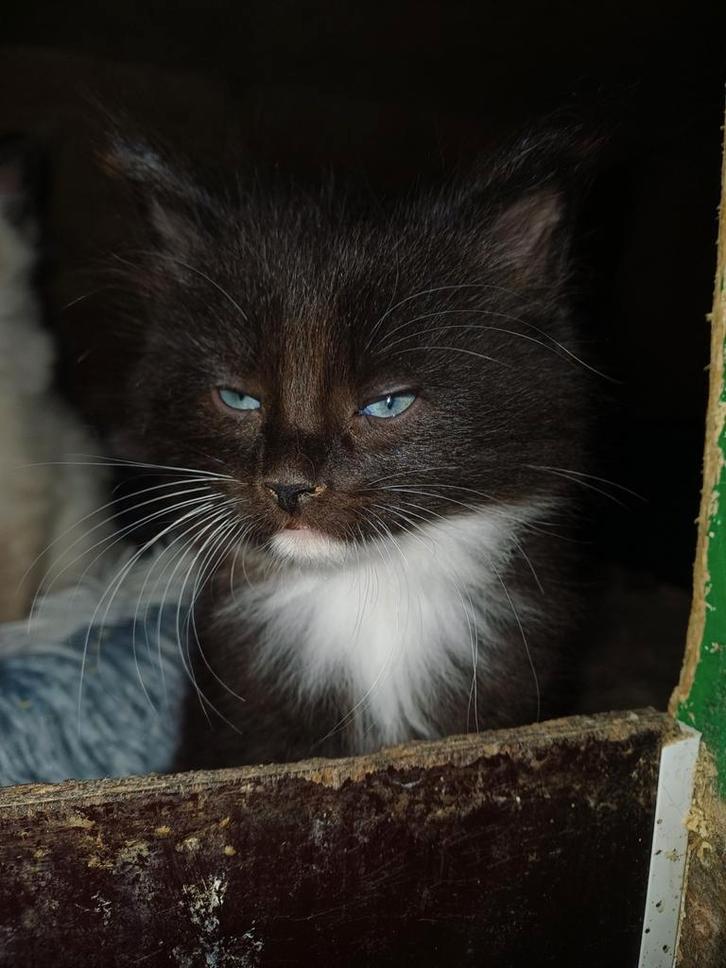 Kruising ragdoll zoekt huisje, Dieren en Toebehoren, Katten en Kittens | Raskatten | Langhaar, Meerdere dieren, 0 tot 2 jaar, Ontwormd