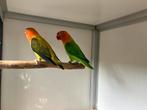 Bewezen kweekkoppel Agapornis Fisheri Opaline Euwing, Dieren en Toebehoren, Vogels | Parkieten en Papegaaien, Meerdere dieren